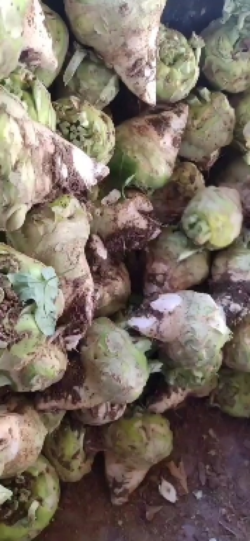 河南芥菜头