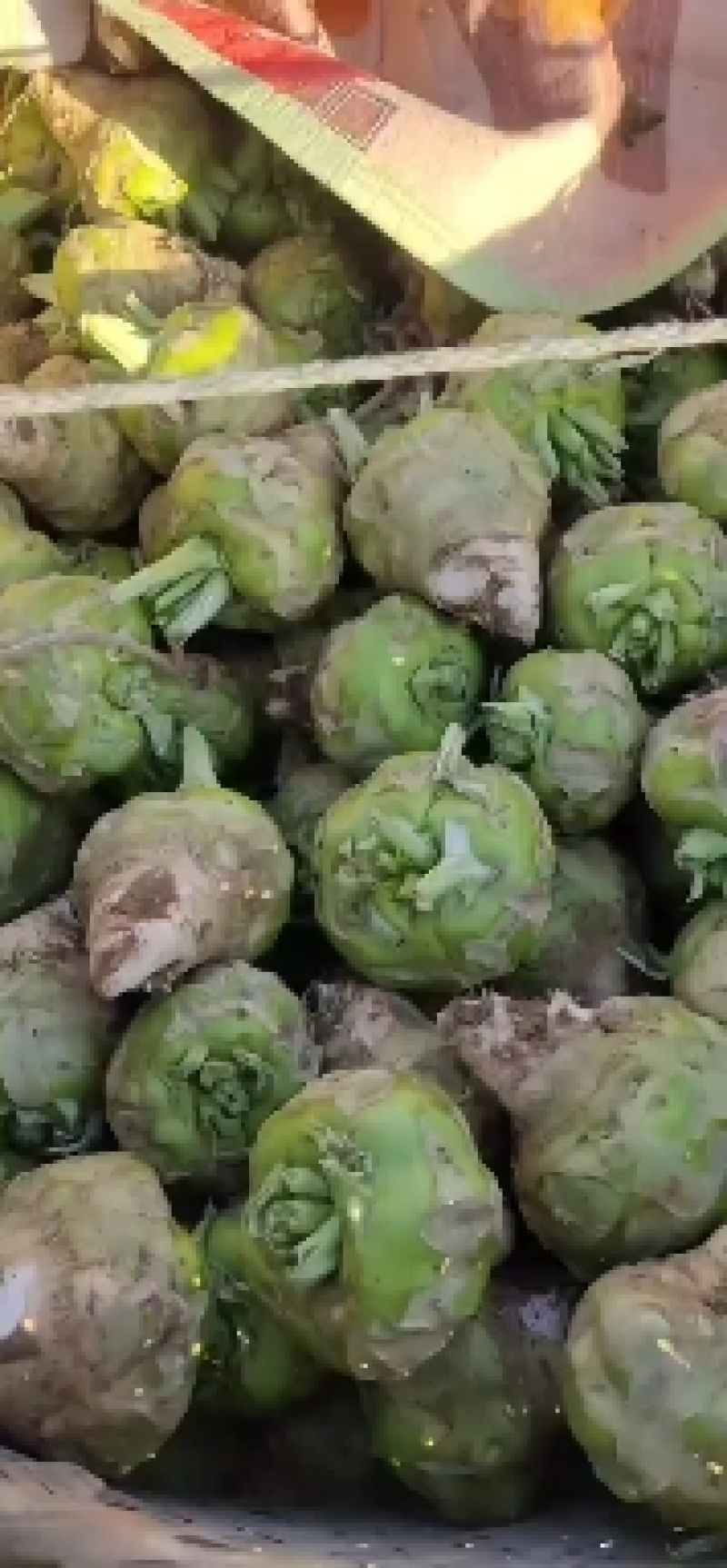 河南芥菜头