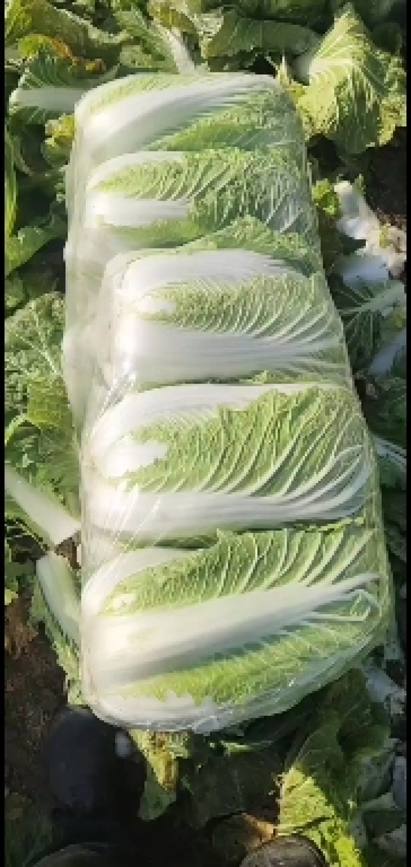 青杂三号白菜.大量上市，产地直发，大量有货