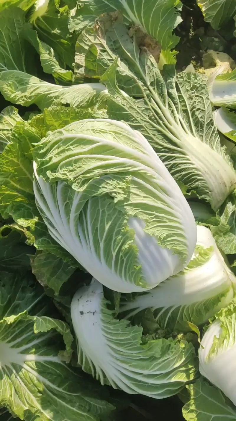 青杂三号白菜.大量上市，产地直发，大量有货