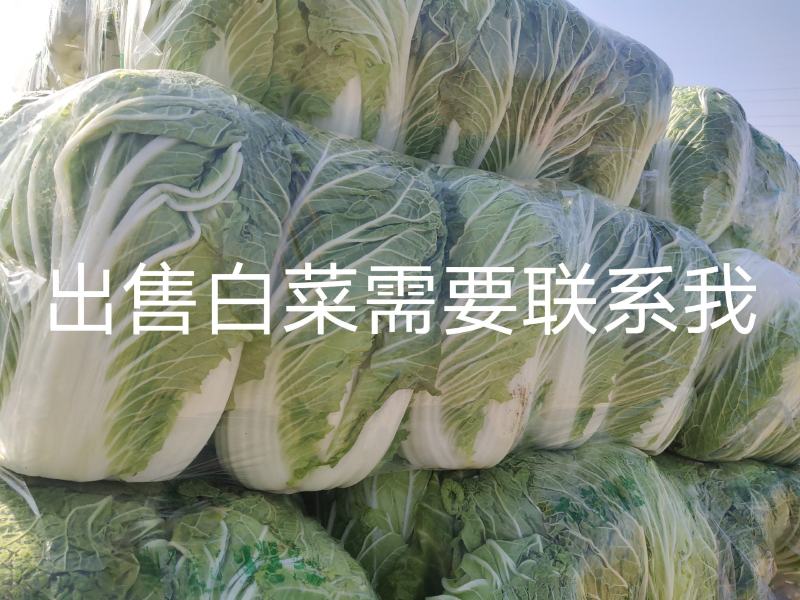 青杂三号白菜.大量上市，产地直发，大量有货