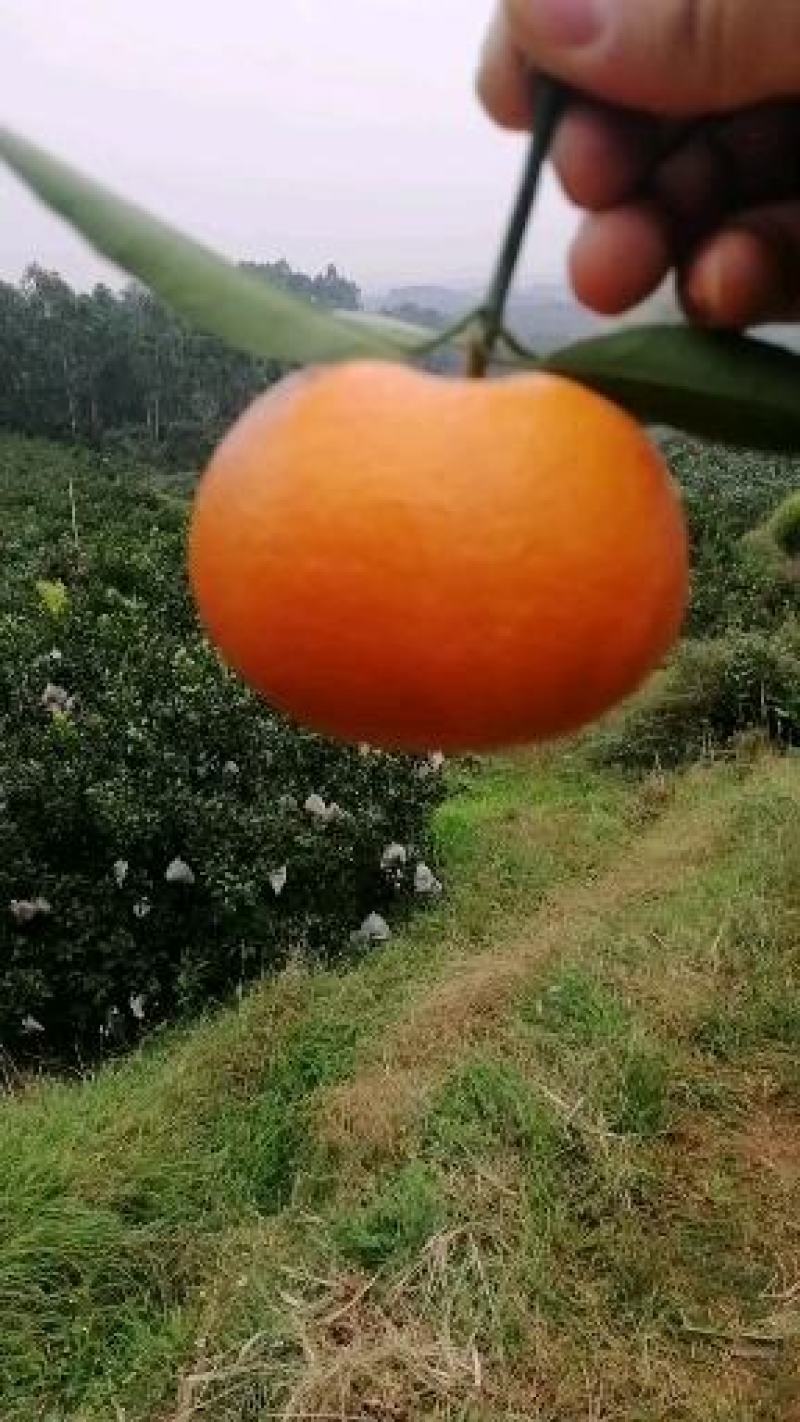 【精品】玫瑰香柑（寿柑）又称巴西柑果型好看味道甜，