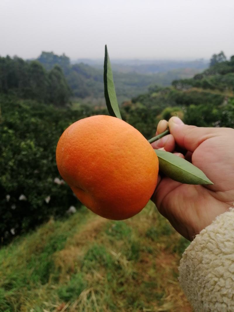 【精品】玫瑰香柑（寿柑）又称巴西柑果型好看味道甜，