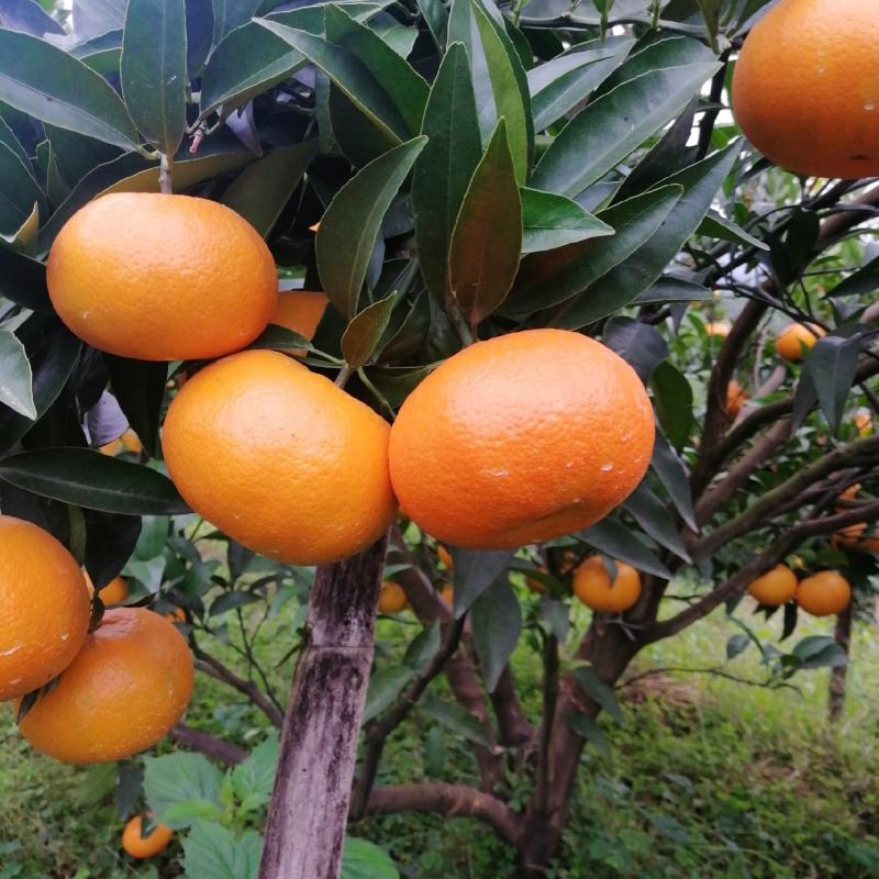 【精品】玫瑰香柑（寿柑）又称巴西柑果型好看味道甜，