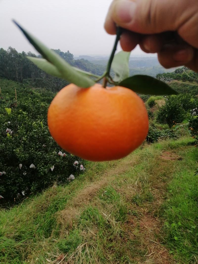 【精品】玫瑰香柑（寿柑）又称巴西柑果型好看味道甜，