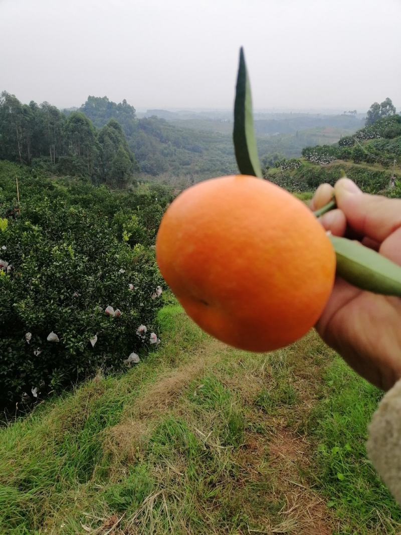 【精品】玫瑰香柑（寿柑）又称巴西柑果型好看味道甜，