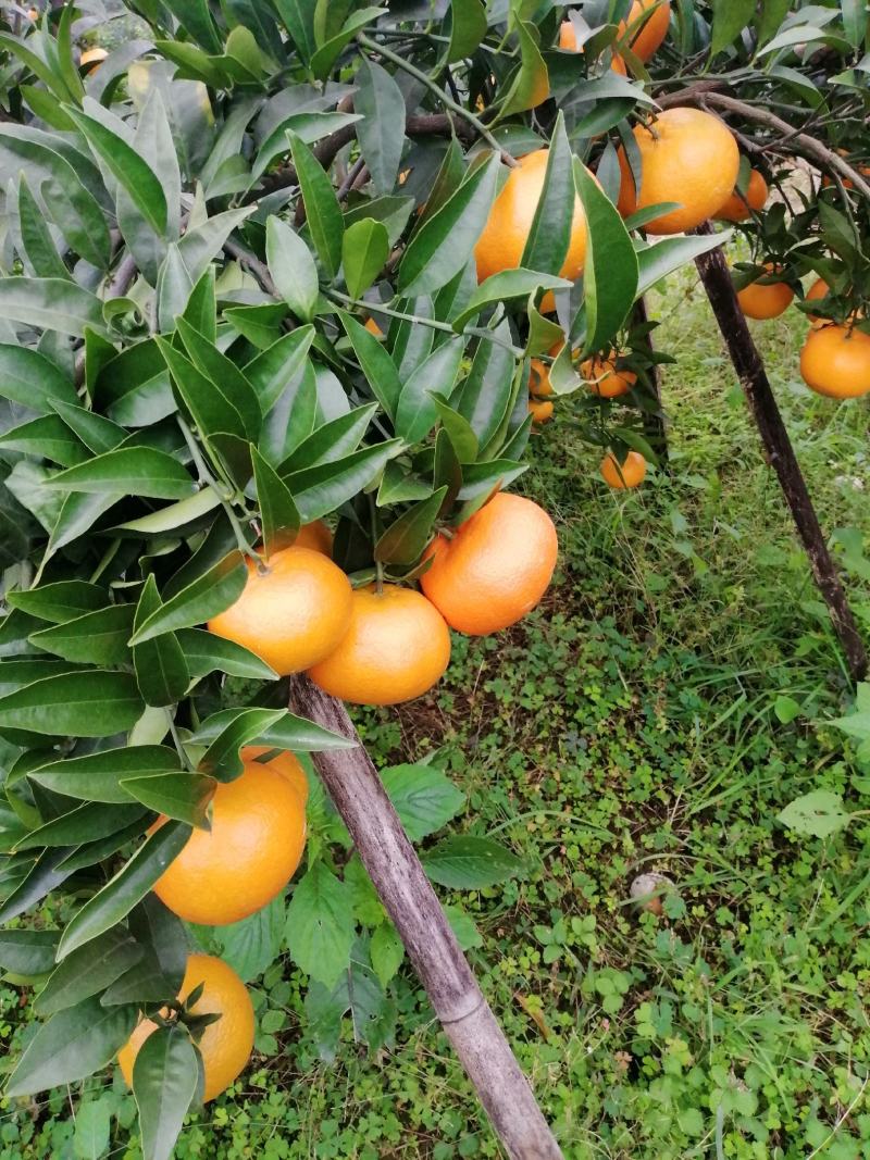 【精品】玫瑰香柑（寿柑）又称巴西柑果型好看味道甜，
