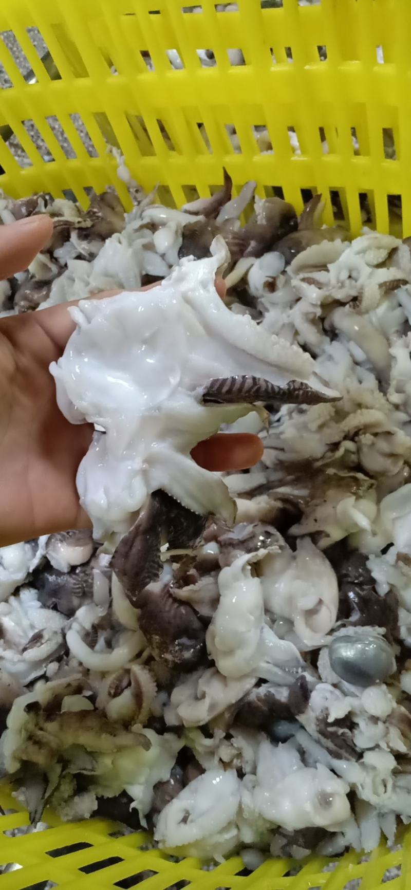 脆口墨鱼头，火锅，爆炒都可以，厂家直接发货
