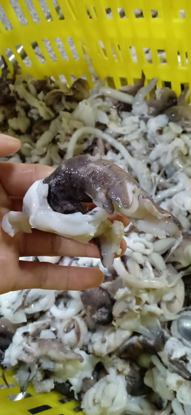 脆口墨鱼头，火锅，爆炒都可以，厂家直接发货