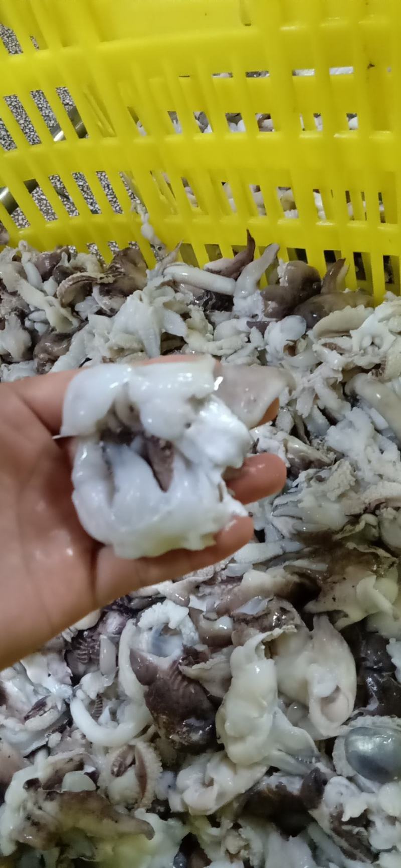 脆口墨鱼头，火锅，爆炒都可以，厂家直接发货