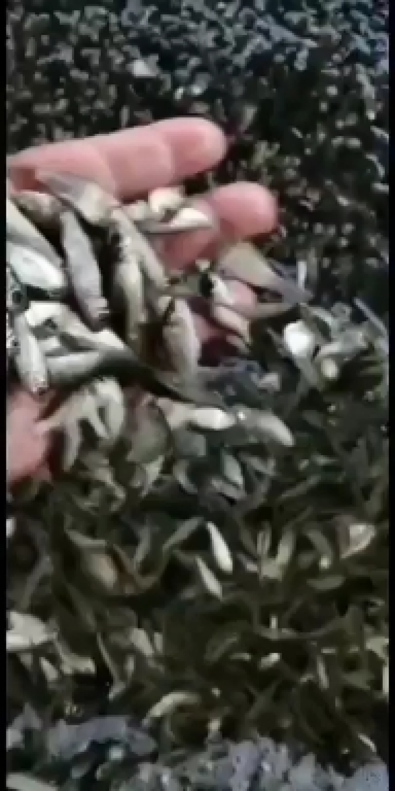 花鲢鱼苗，急出售各种淡水鱼苗有需要的请联系，