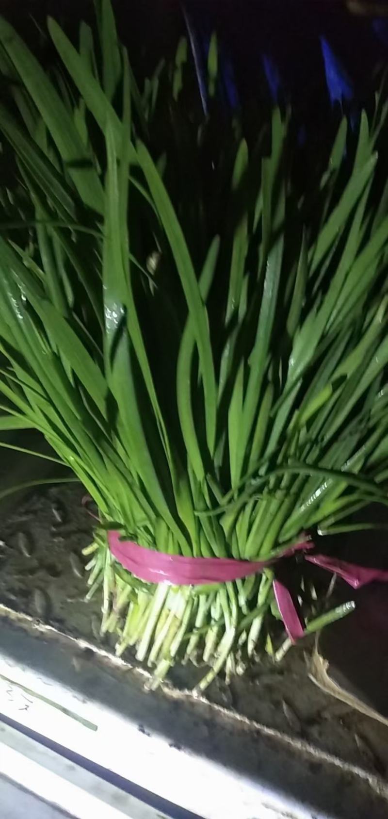 德州韭菜