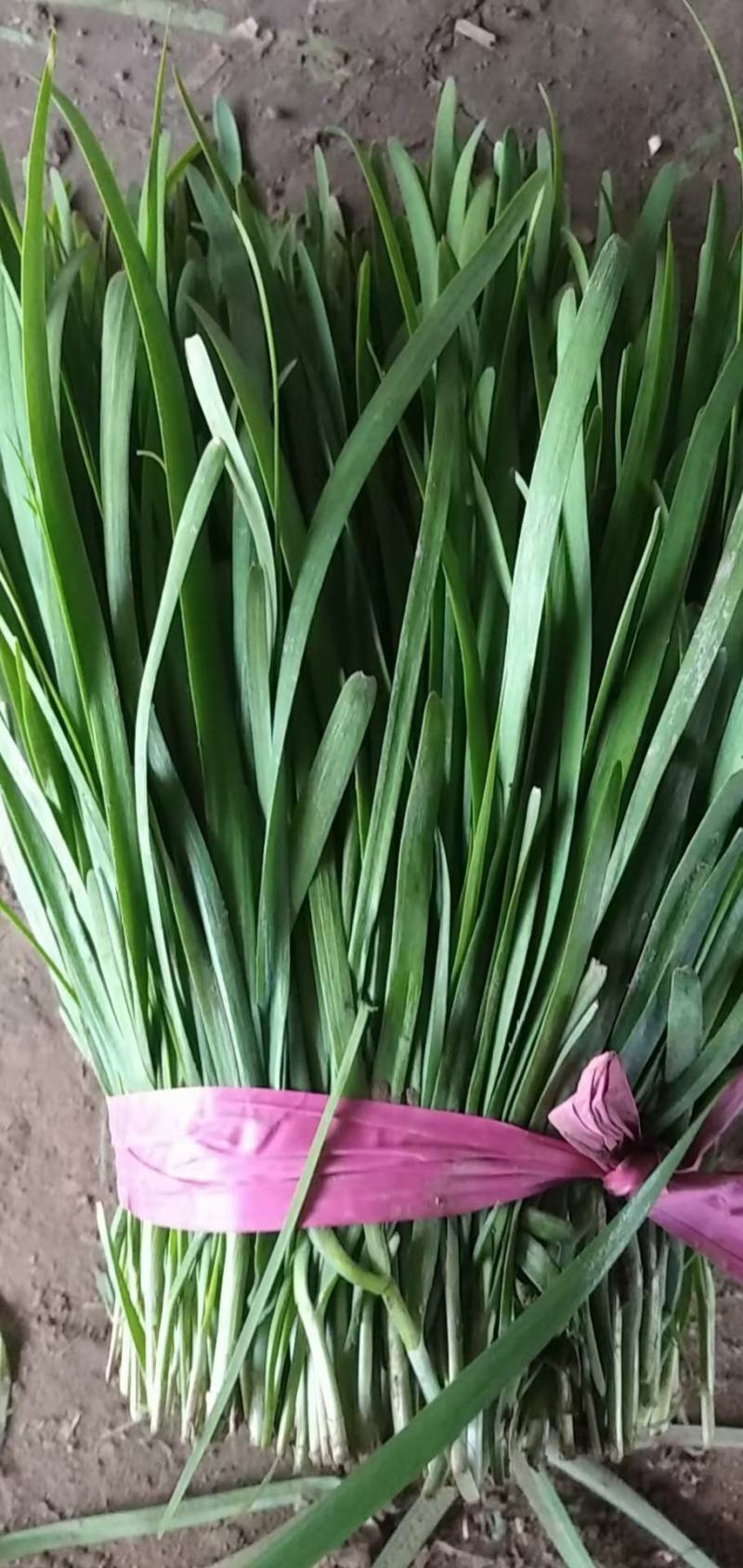 德州韭菜
