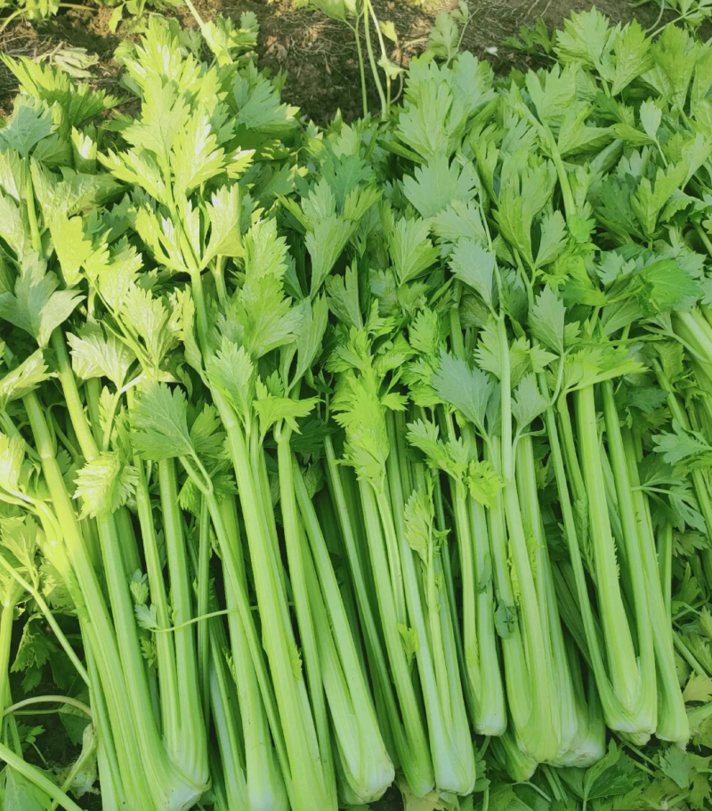 河南滑县万亩芹菜西芹新鲜当季60公分以上货源充足