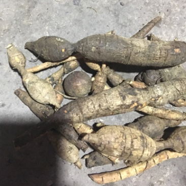 广西野生牛大力野生牛大力薯。