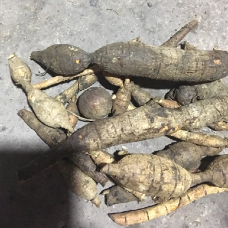广西野生牛大力野生牛大力薯。