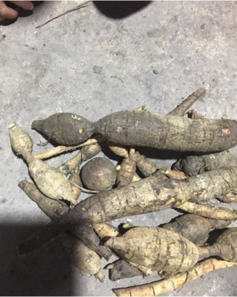 广西野生牛大力野生牛大力薯。