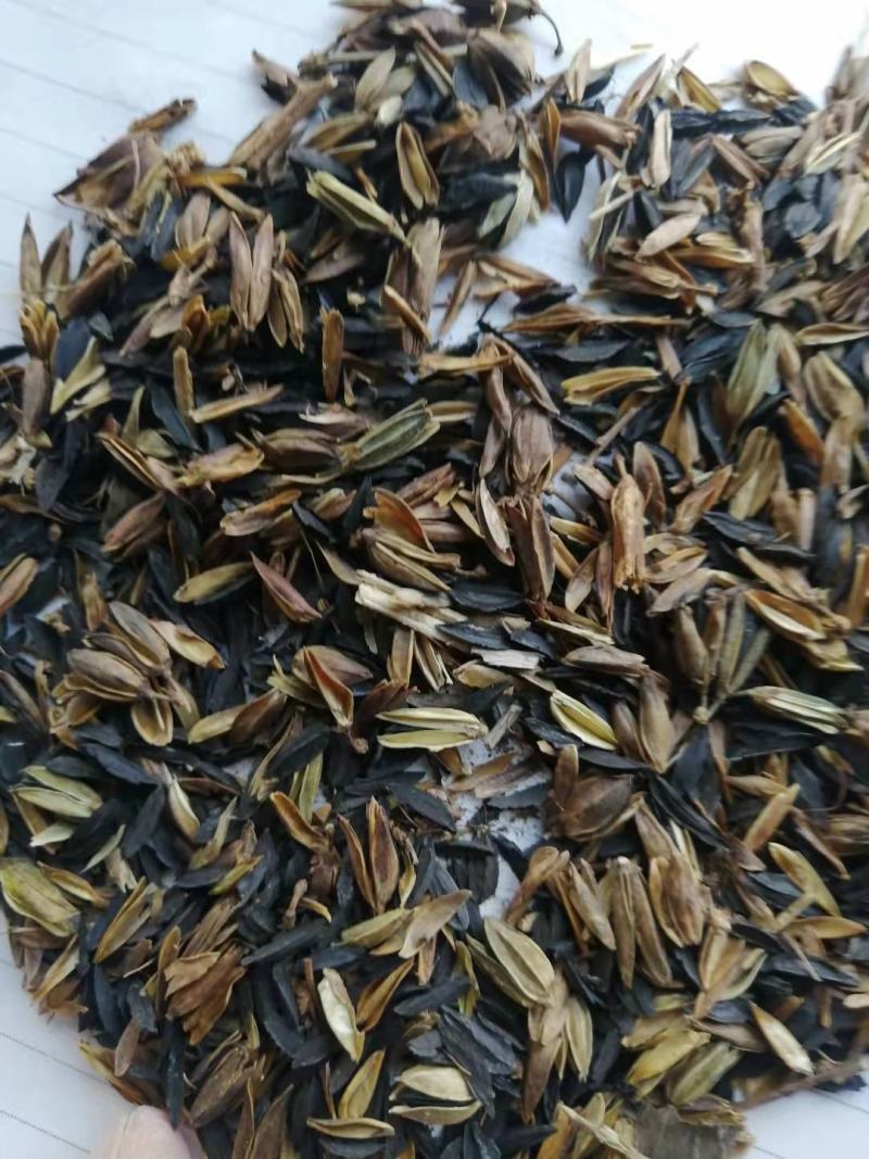 纯新知母种子