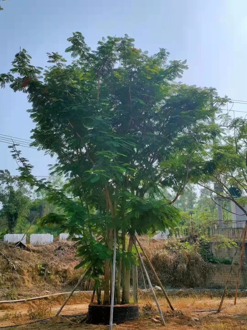绿化苗木，丛生凤凰木，全冠，精品货，什么规格都有。