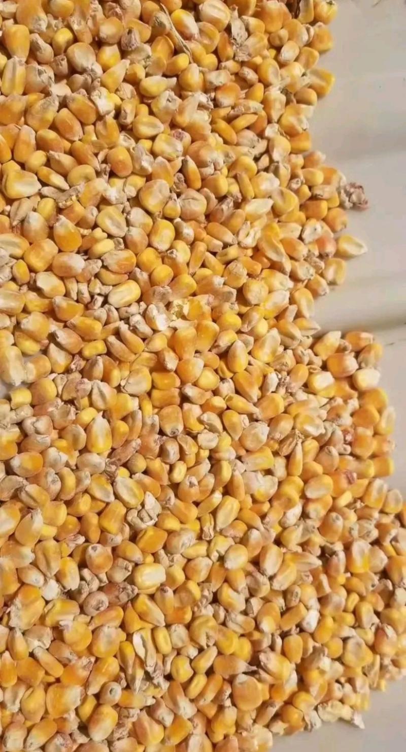 国标一号玉米，容重700~740。水分12~14。无杂质