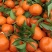 万亩万州古红桔现已大量上市，欢迎各地新老客商前来采购
