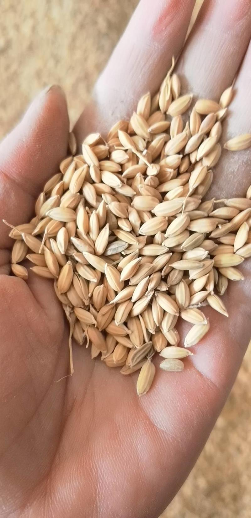 2023年短粒粳稻烘干达标三级粮质量保证欢迎咨询