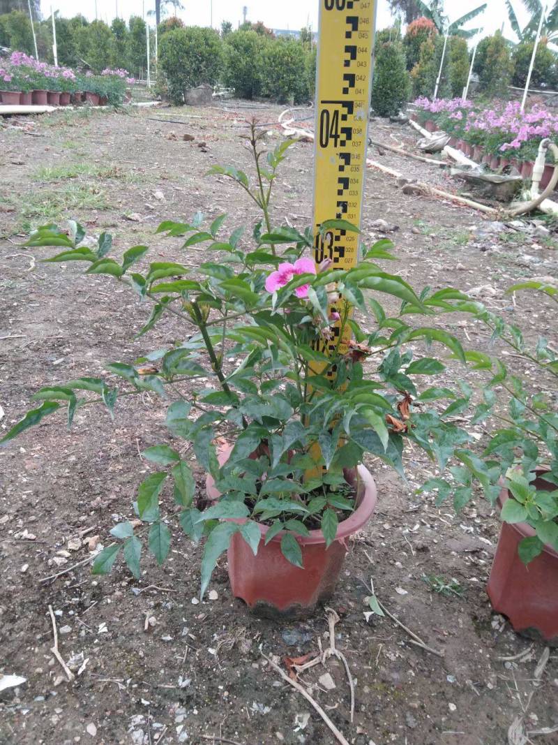 凌霄非洲凌霄紫云腾各种规格基地大量现货供应