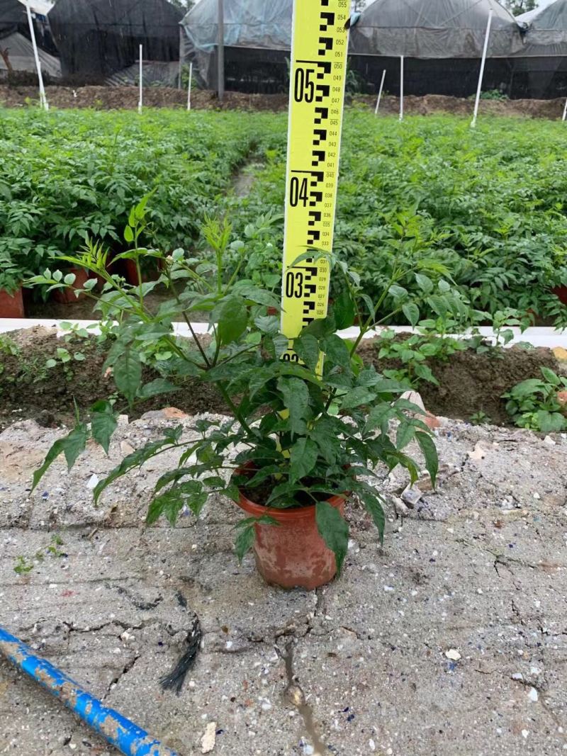 凌霄非洲凌霄紫云腾各种规格基地大量现货供应