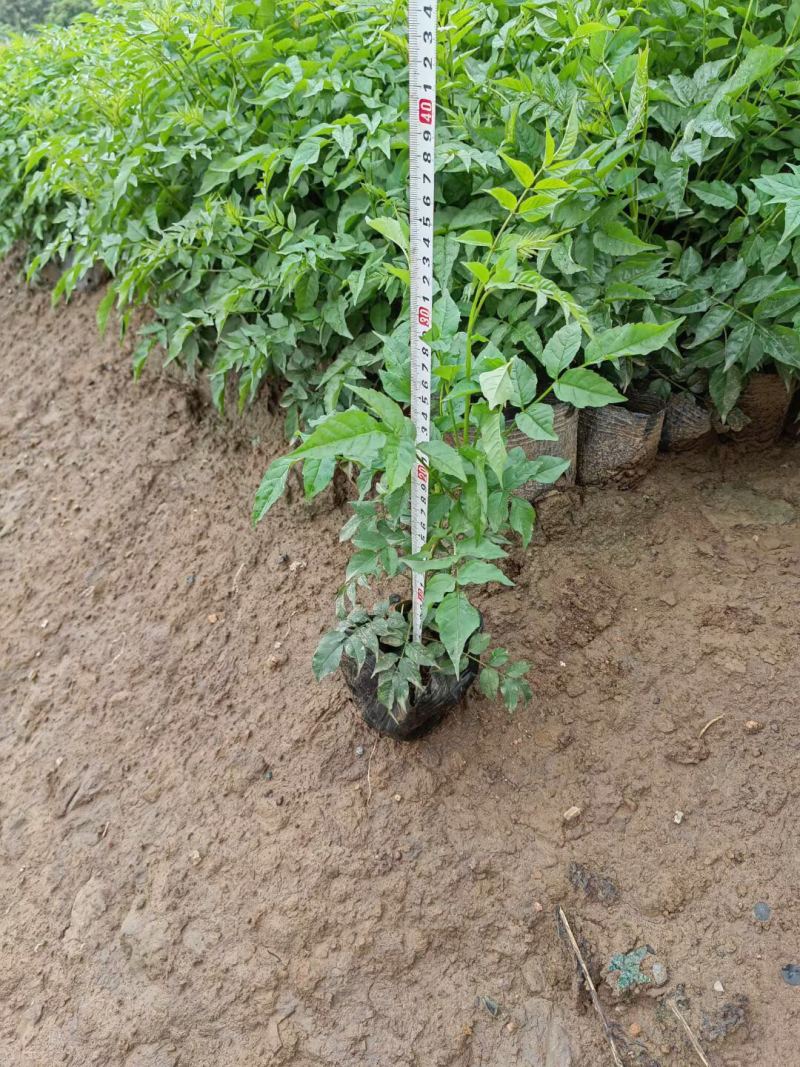 凌霄非洲凌霄紫云腾各种规格基地大量现货供应