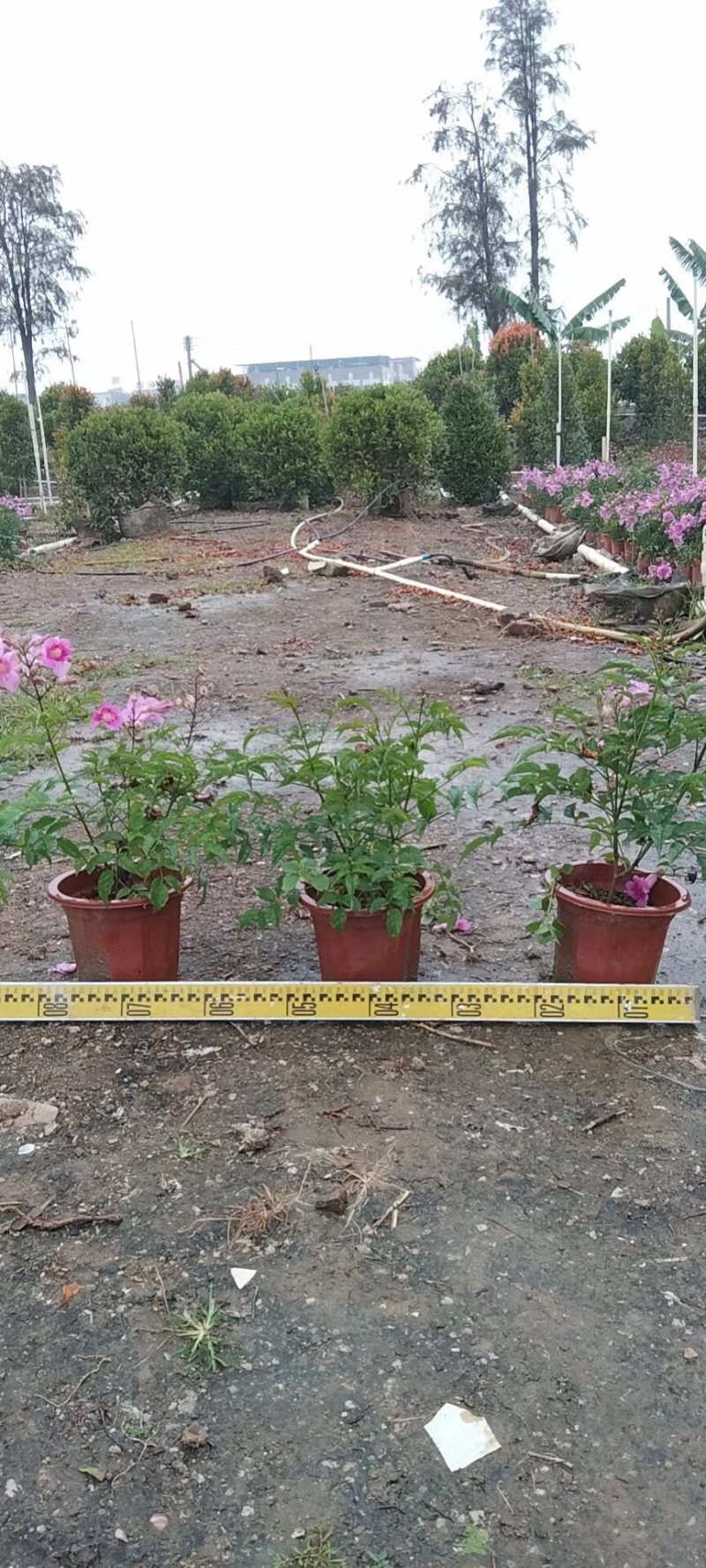 凌霄非洲凌霄紫云腾各种规格基地大量现货供应