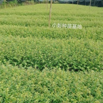 高含量红豆杉种苗，绿化红豆杉苗。