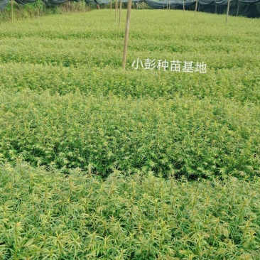 高含量红豆杉种苗，绿化红豆杉苗。
