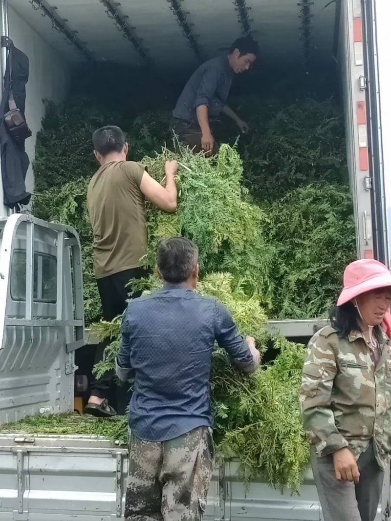 高含量红豆杉种苗，绿化红豆杉苗。