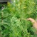 高含量红豆杉种苗，绿化红豆杉苗。