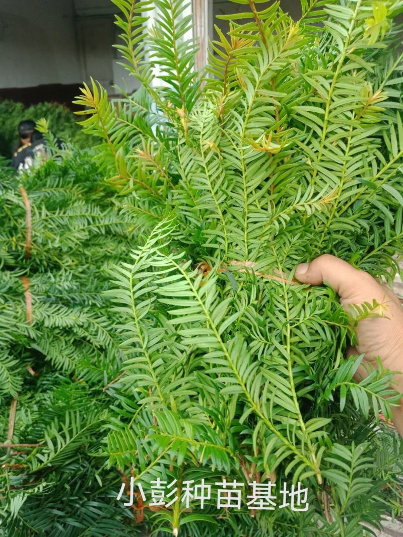 高含量红豆杉种苗，绿化红豆杉苗。