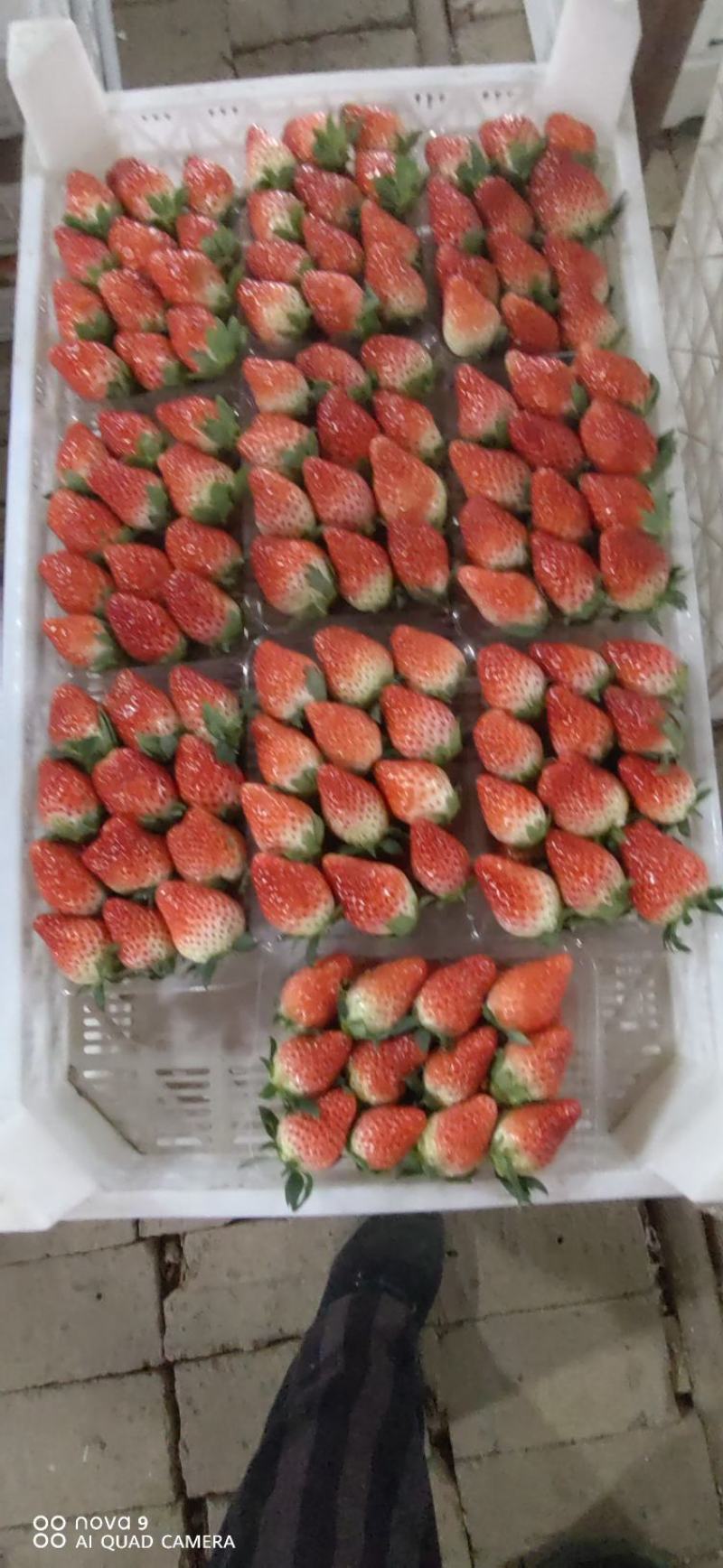 草莓甜宝草莓，色艳多汁肉厚，甜度高，硬度好，耐运输