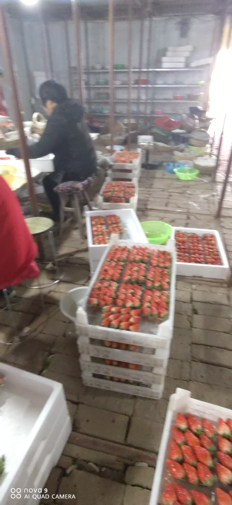 草莓甜宝草莓，色艳多汁肉厚，甜度高，硬度好，耐运输