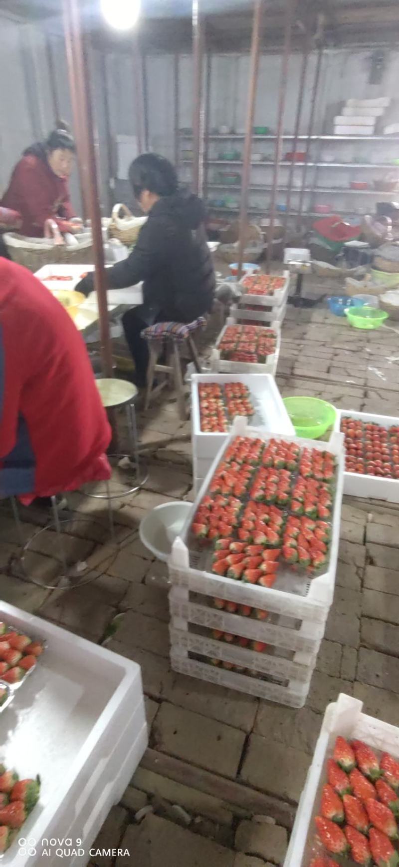 草莓甜宝草莓，色艳多汁肉厚，甜度高，硬度好，耐运输