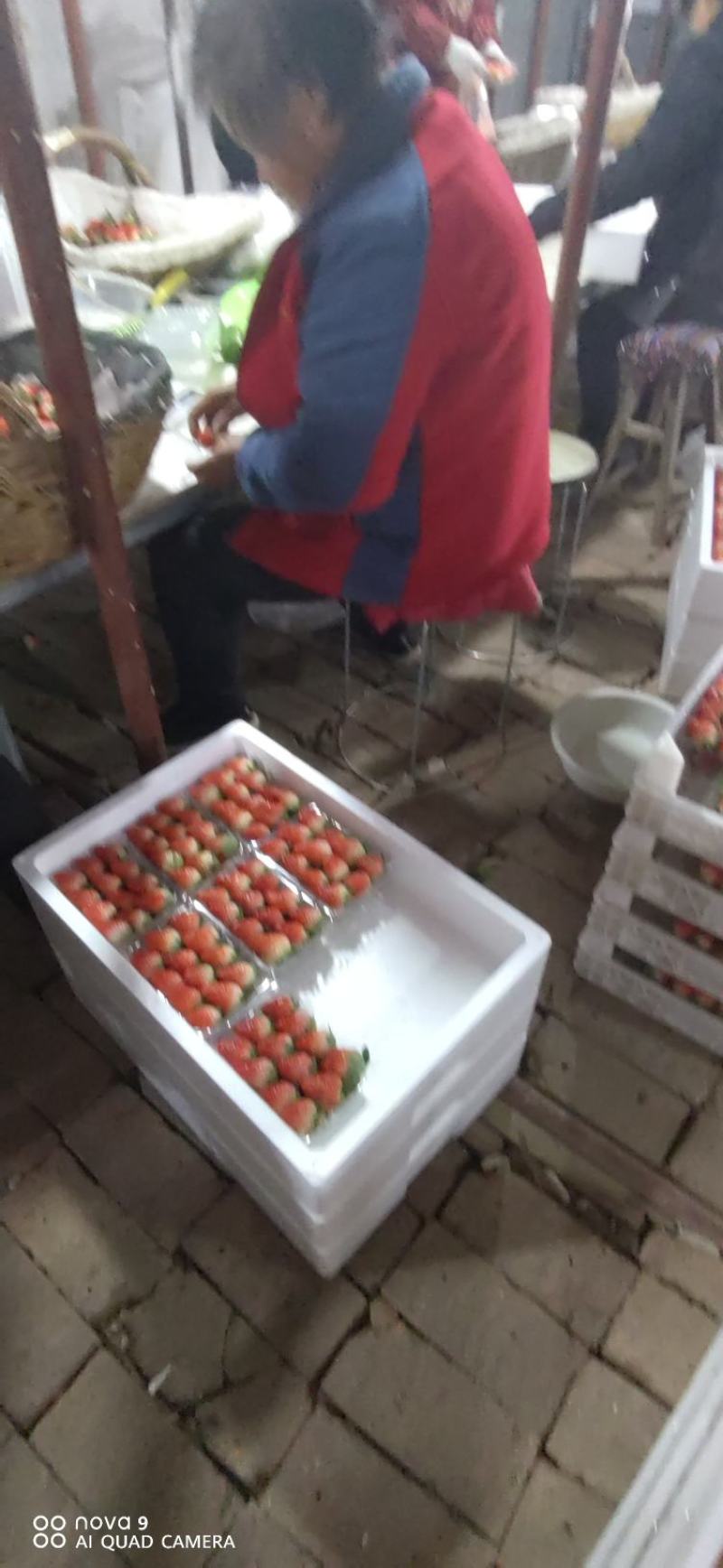 草莓甜宝草莓，色艳多汁肉厚，甜度高，硬度好，耐运输