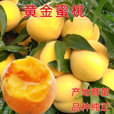 桃树苗黄金蜜桃大红桃嫁接苗新品种早中晚熟口感甜