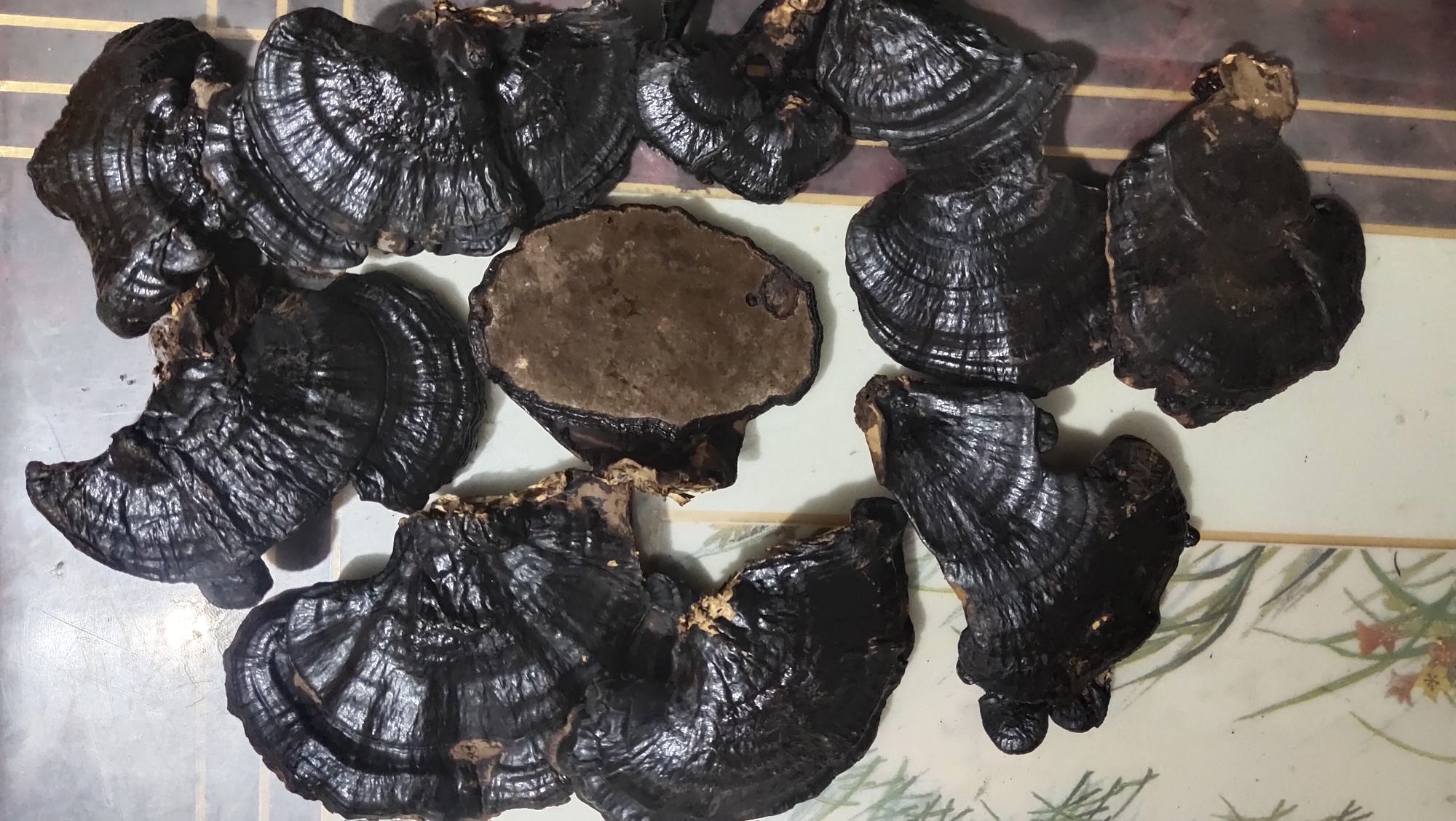 两组灵芝切片对比照片,左侧为优质切片:颜色棕红、厚度均匀、边缘完整、无碎裂;右侧为劣质切片:颜色发黑、厚度不均、有焦边和断裂。下方标签注明‘优质切片(木质化适中)’与‘劣质切片(未干透或刀具钝化)’ 灵芝切片成品对比图