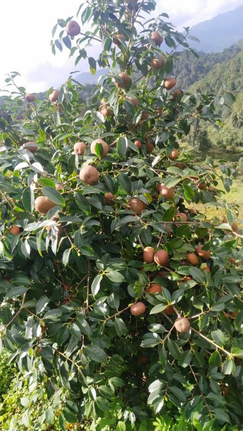 腾冲红花大果油茶苗，精品油茶苗