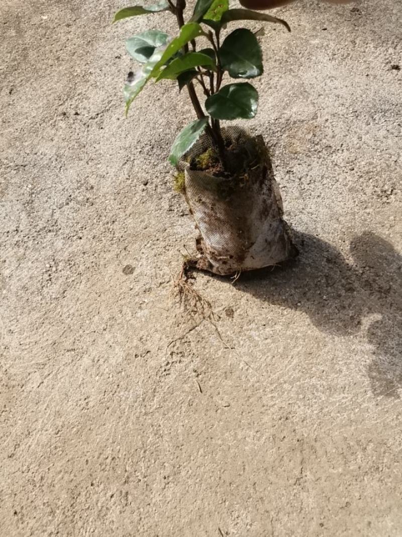 腾冲红花大果油茶苗，精品油茶苗