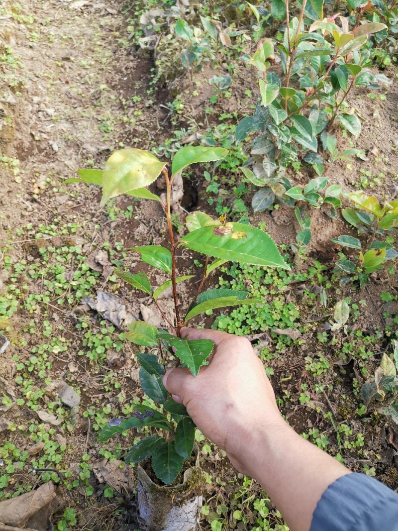 腾冲红花大果油茶苗，精品油茶苗