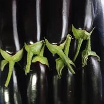 紫光茄子，黑茄子，一手货源，种植面积大，质量好，代收