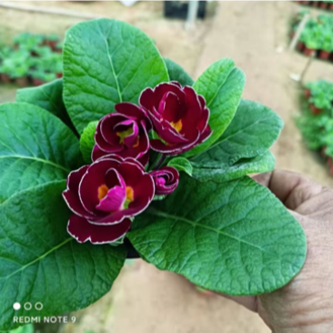 报春花