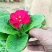 报春花