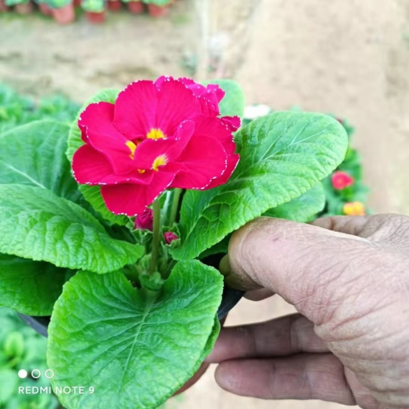 报春花
