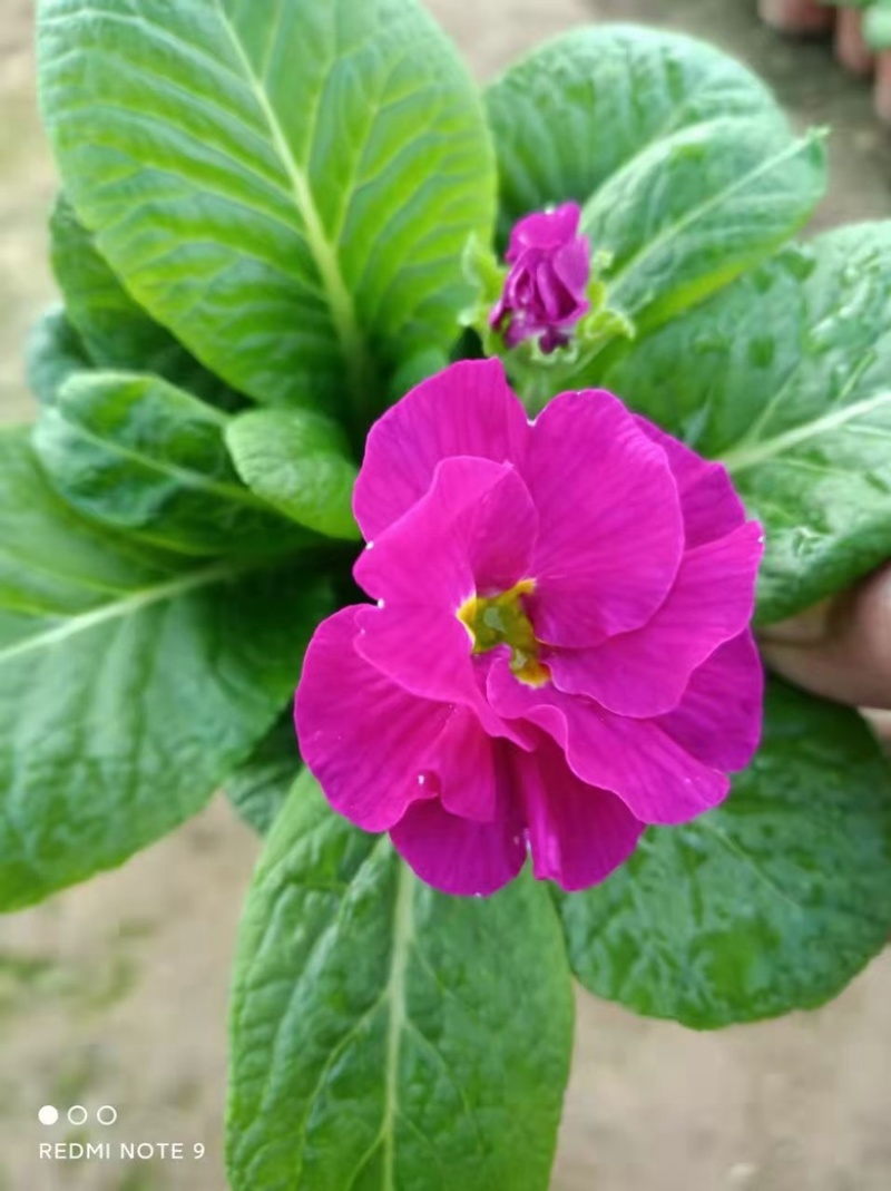 报春花