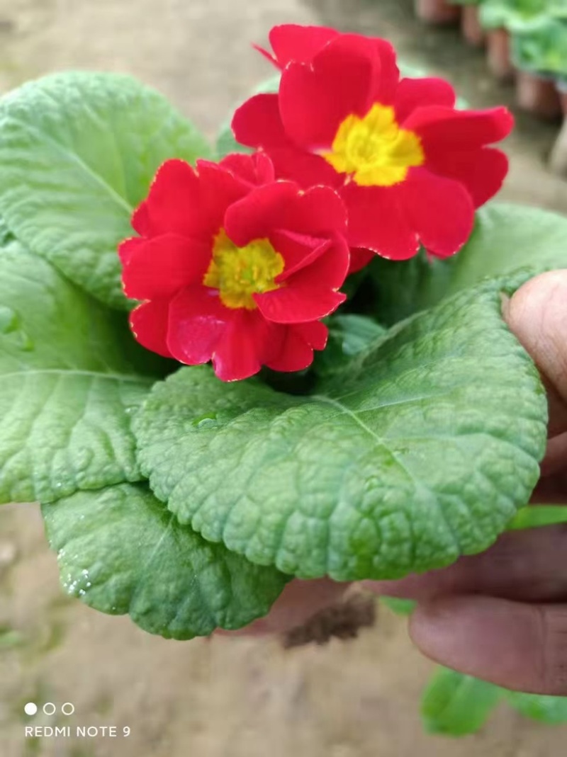 报春花